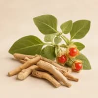Organic Ashwagandha ingredient