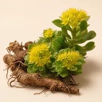 Rhodiola ingredient
